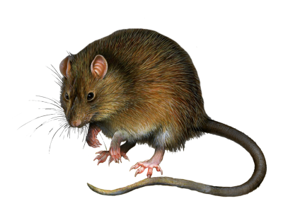 Furry Animal Mouse Hd Free Download PNG Images