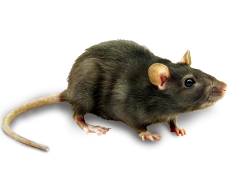 Mouse Clipart Photos, Animal PNG Images
