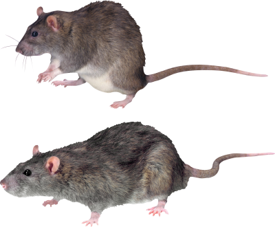 Two Side View Mouse Hd Png Backgrounds PNG Images