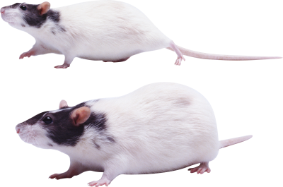 Black Headed White Mouse Background Transparent Download PNG Images