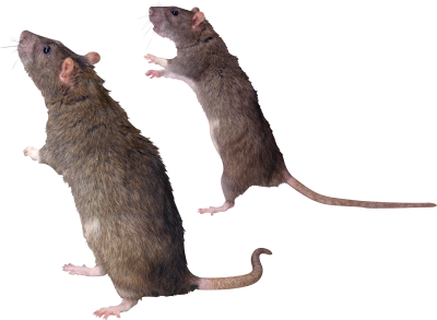 Standing Mouse Photo Background Transparent Download PNG Images