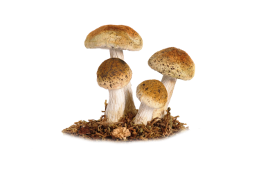 Mushroom High Quality PNG PNG Images
