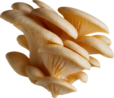 Mushroom PNG Icon PNG Images