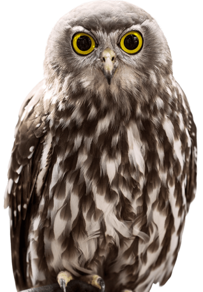 Download OWL Free PNG transparent image and clipart