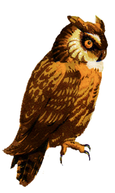 Falcon, Birds, Animals, Side View Owl Png Clipart Free Download PNG Images