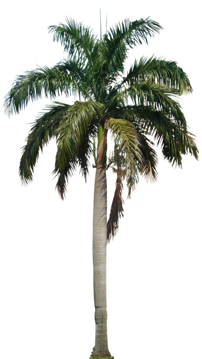 Clipart Palm Tree PNG File PNG Images