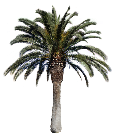 Palm Tree Free Cut Out PNG Images