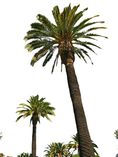 Palm Tree Photos 9 PNG Images
