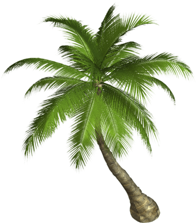 Palm Tree Png PNG Images