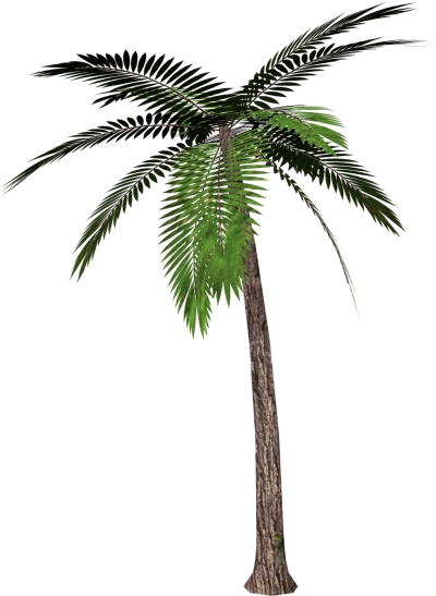 Palm Tree PNG Picture PNG Images