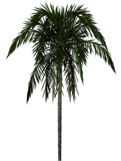 Palm Tree Simple PNG Images