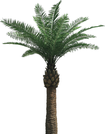 Palm Tree Wonderful Picture Images PNG Images