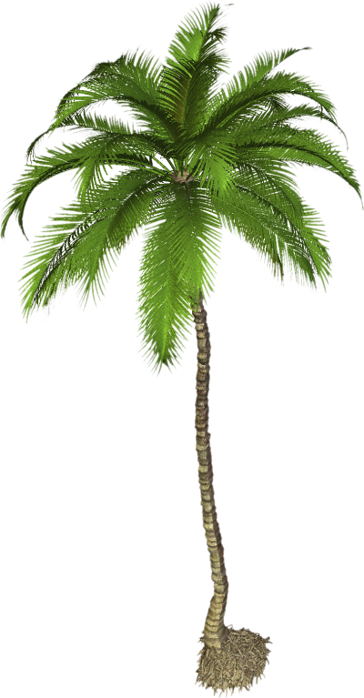 Photos Palm Tree PNG Clipart PNG Images