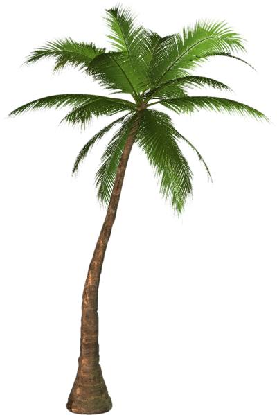 Picture PNG Palm Tree PNG Images