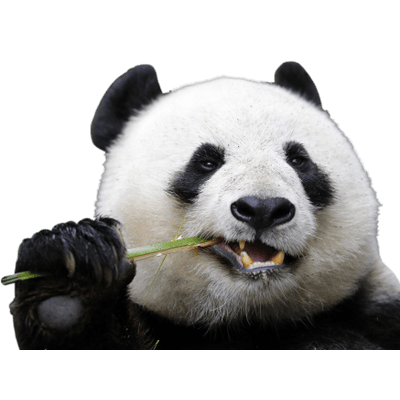 Rod Gnawing Panda Backgorund Free Download PNG Images