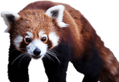 Red Wild Panda Transparent Hd Photos Free Download PNG Images