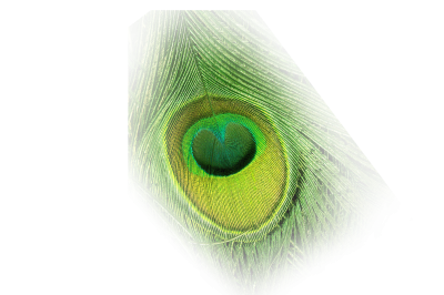Beautiful Peacock Feathers Eye Pictures PNG Images