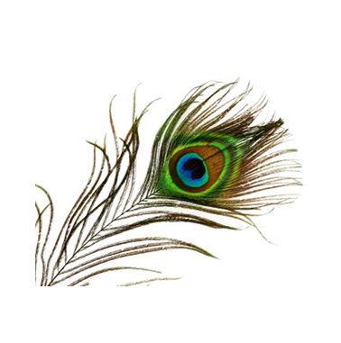 Family Therapy, Peacock, Bird, Eye images PNG Images