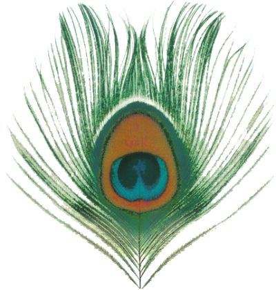 Peacock, Bird, Feather, Colorful, Eye, Png Transparent images PNG Images