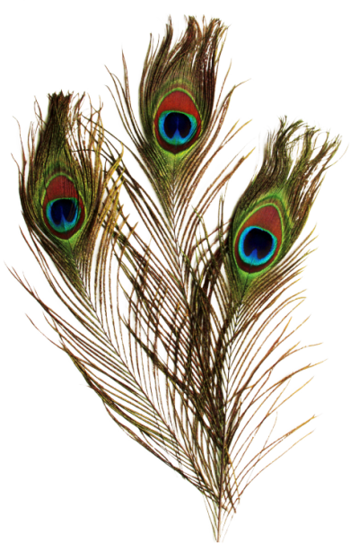 Peacock Feather Pictures PNG Images
