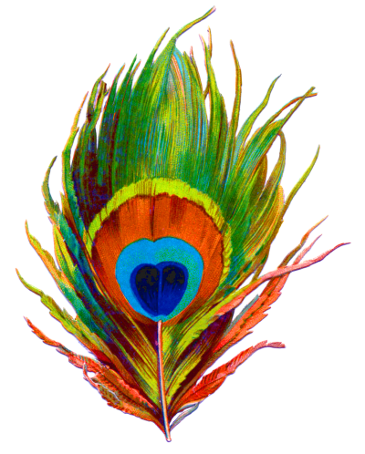 Peacock Feather Png Designs PNG Images