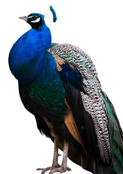 Peacock Png Transparent images PNG Images