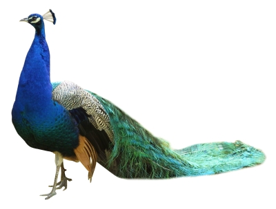 Peacock Transparent image PNG Images