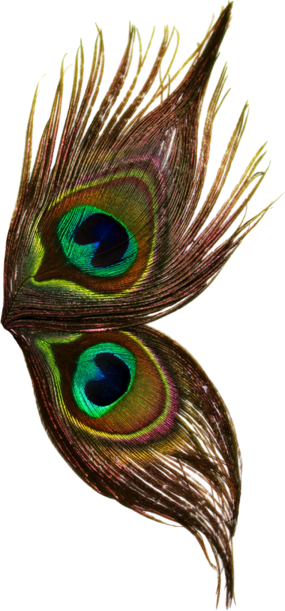 Peacock Wings Dark Png PNG Images
