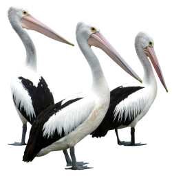 African Bird Pelican Png Image PNG Images