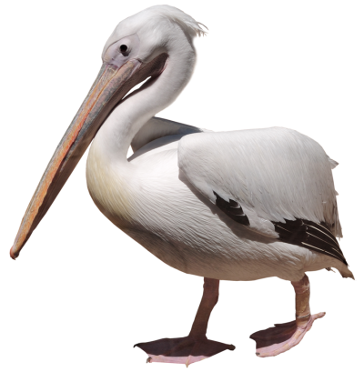 Birds Pelicans Pictures PNG Images