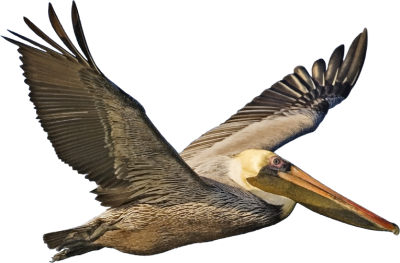 Brown Pelican In Flight Pictures PNG Images
