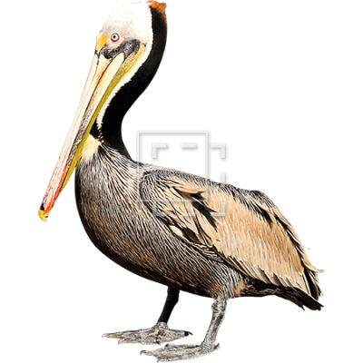 Dramatic Birds Pelicans Photo PNG Images