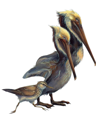 Flying Birds Pelicans Pictures PNG Images