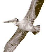 Flying Pelican Png Transparent Images PNG Images