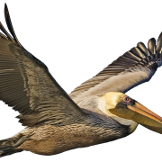 Gold Pelican Png Transparent Images PNG Images
