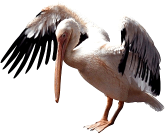 Pelican Png Transparent PNG Images