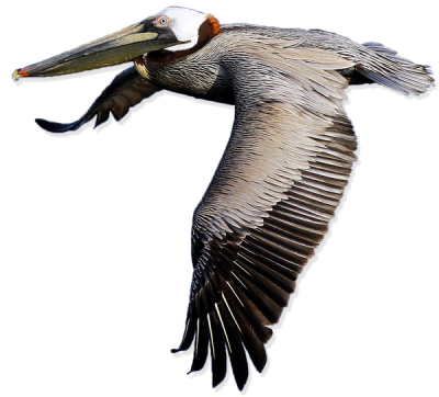 Pelican Png Transparent Images PNG Images