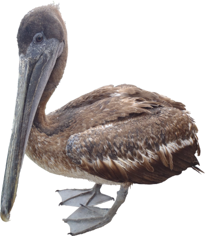 Pelican Png Transparent Png Image PNG Images