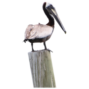 Pelican Transparent Images PNG Images