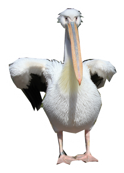 Pelicans Walking Png PNG Images