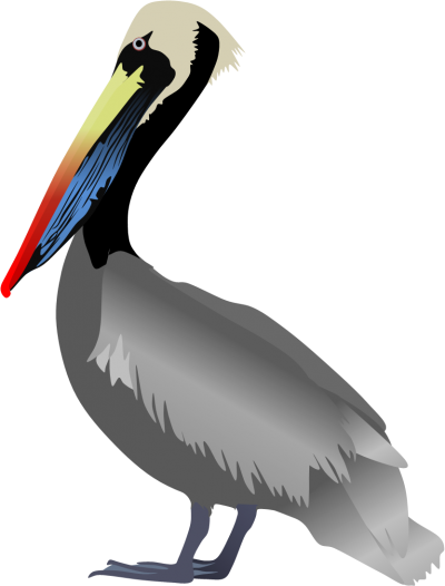 Peruvian Pelican Pictures PNG Images
