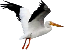 White And Blak Pelican Png Transparent Images PNG Images