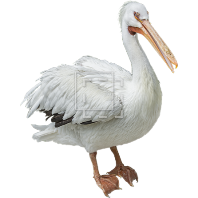 White Birds Pelicans Photo PNG Images