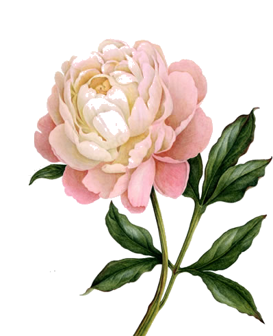 Peony Clipart Photo PNG Images