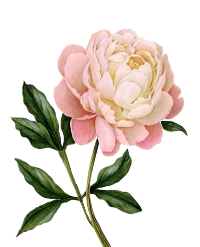 Peony Free Download Transparent PNG Images