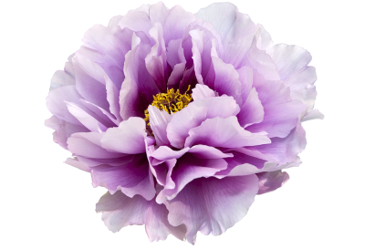 Flower Peony Free Cut Out PNG Images