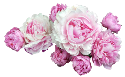 Peonies Clipart PNG File PNG Images