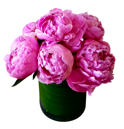 Vase Peony Clipart HD PNG Images