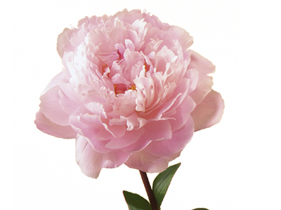 Real Peony Cut Out Png PNG Images