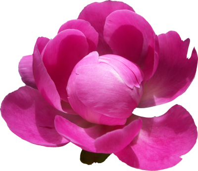 Peony Clipart Transparent PNG Images